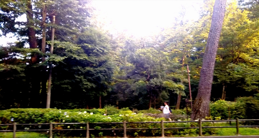 f:id:majerca:20180704153553j:plain f:id:majerca:20180704153553j:plain