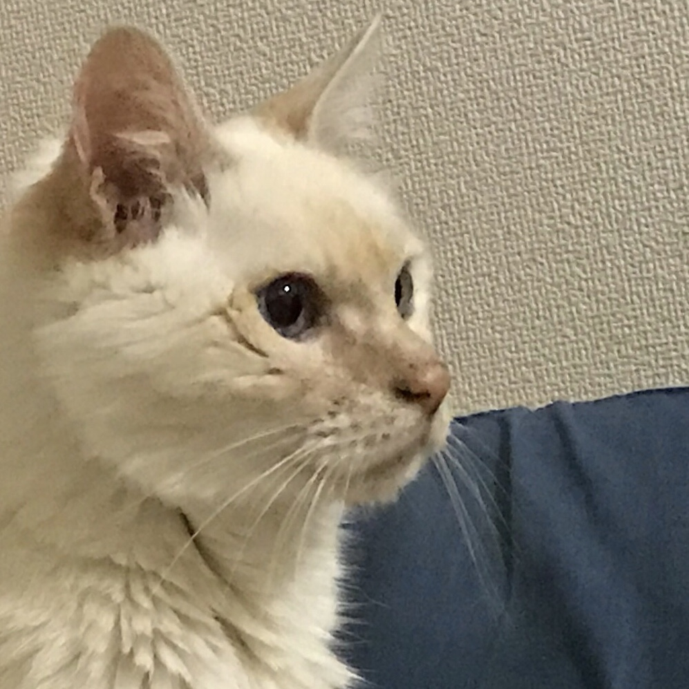 f:id:majerca:20180705143004j:plain