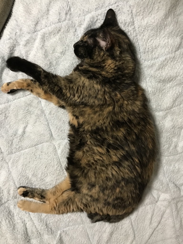 f:id:majerca:20180802000334j:plain f:id:majerca:20180802000334j:plain