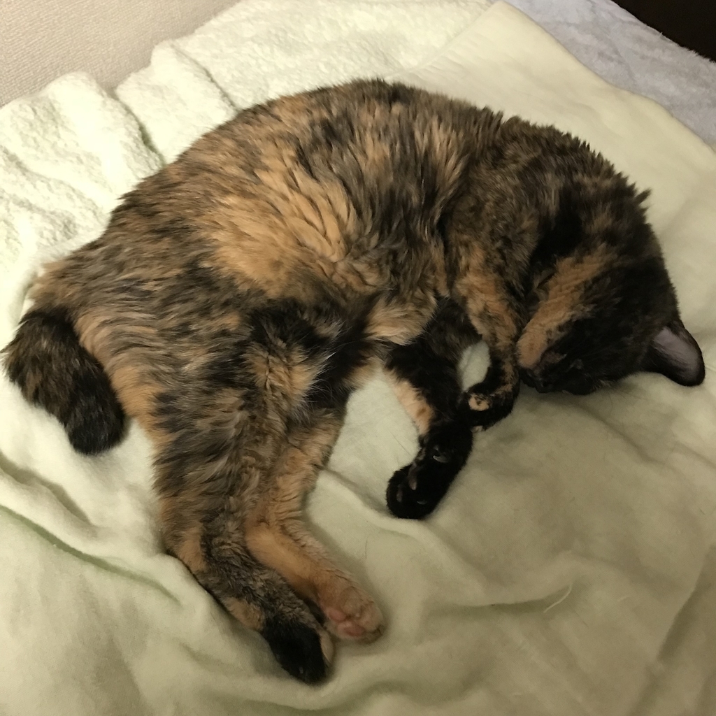 f:id:majerca:20180911005659j:plain f:id:majerca:20180911005659j:plain