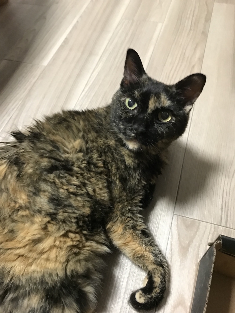 f:id:majerca:20180920212440j:plain