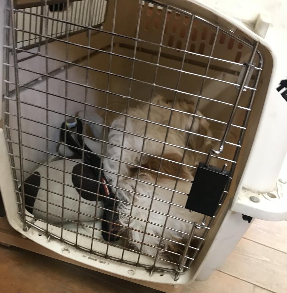 f:id:majerca:20181112194005j:plain f:id:majerca:20181112194005j:plain