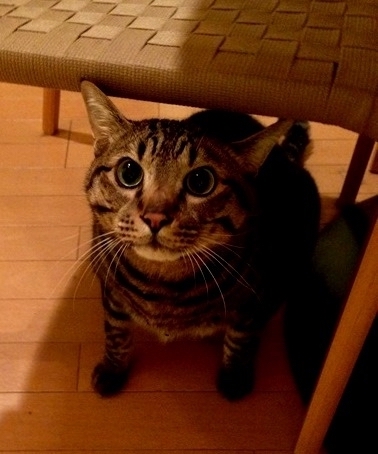 f:id:majerca:20190131131624j:plain