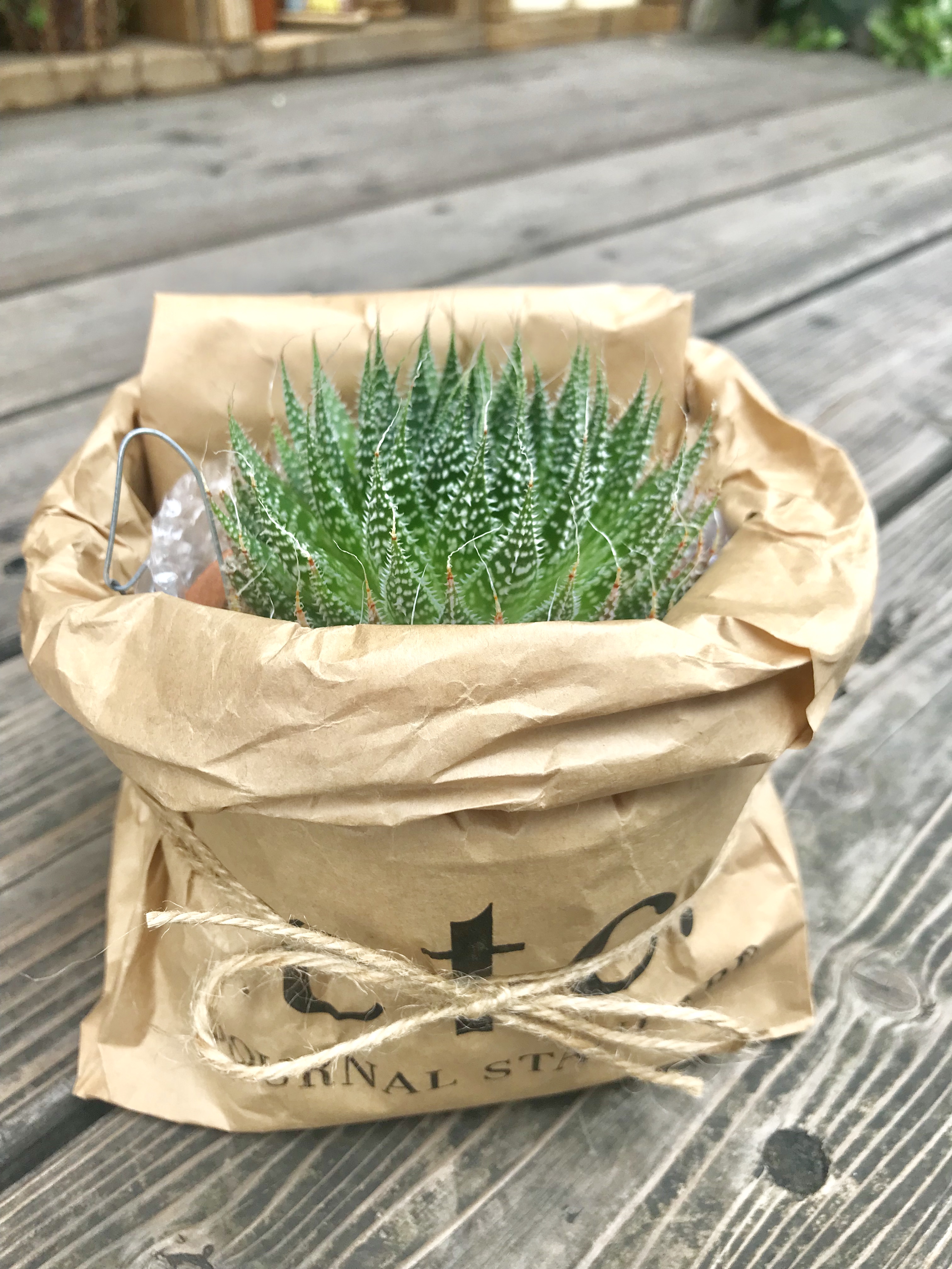 マジェルカのA型について♡